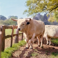 Picture of white park bull at stoneleigh, national agricultural centre