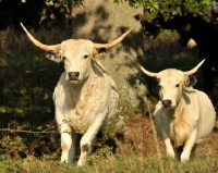 Picture of white park cattle amongst greenery