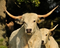 Picture of White Park cattle