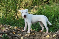 Picture of white Parson Russell Terrier, happy looking