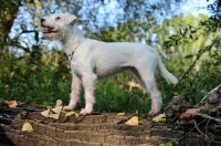 Picture of white Parson Russell Terrier on log