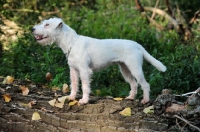 Picture of white Parson Russell Terrier
