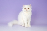 Picture of white Persian kitten on light purple background
