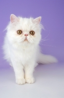 Picture of white Persian kitten standing on light purple background