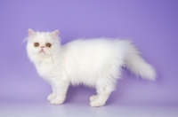 Picture of white Persian kitten standing on light purple background