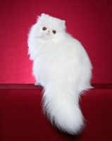 Picture of white Persian