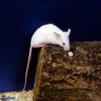 Picture of white pink eyed mouse on a log