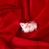 Picture of white pink eyed white mouse