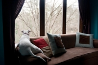 Picture of white pit bull boxer mix on couch gazing out window