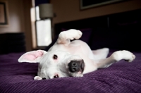 Picture of white pit bull boxer mix rolling over on purple bed