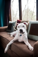 Picture of white pit bull boxer mix smiling on couch