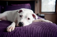 Picture of white pit bull boxer mix with head down on purple bed
