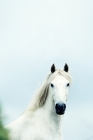 Picture of white pony, head study