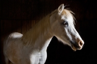 Picture of white pony