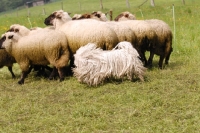 Picture of white puli herding