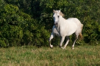 Picture of white Quarter horse running in field