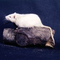 Picture of white rat on a log, side view