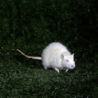 Picture of white rat on grass