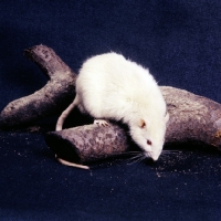 Picture of white rat on log