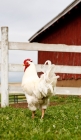 Picture of white rock cockerel