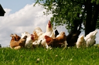 Picture of White Rock Rooster and his mixed flock of hens on a sunny day