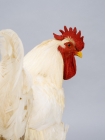 Picture of White Rock Rooster head shot