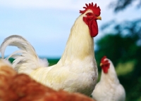 Picture of White Rock Rooster with White Rock and Buff Rock Hen
