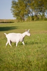 Picture of White Saanen dairy goat walking in pasture
