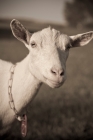 Picture of white Saanen dairy goat with collar