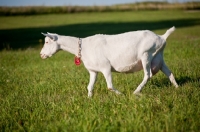 Picture of White Saanen dairy nanny goat walking in green pasture