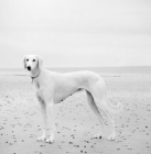 Picture of white saluki on beach