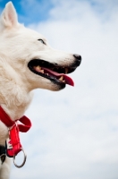 Picture of white Siberian Husky against cloudy sky