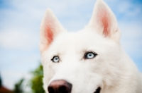 Picture of white Siberian Husky, blue eyed