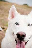 Picture of white Siberian Husky close up