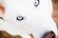 Picture of white Siberian Husky close up