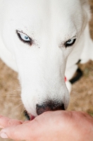 Picture of white Siberian Husky eating treat from hand