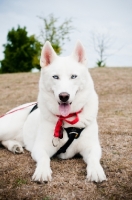 Picture of white Siberian Husky in harness