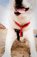 Picture of white Siberian Husky in harness