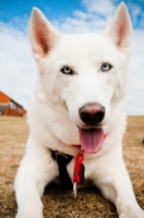 Picture of white Siberian Husky looking at camera