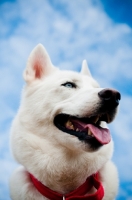 Picture of white Siberian Husky looking away