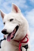 Picture of white Siberian Husky looking down