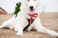 Picture of white Siberian Husky lying down