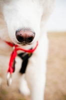 Picture of white Siberian Husky nose close up