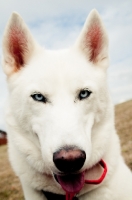 Picture of white Siberian Husky