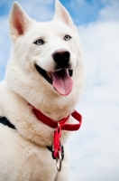 Picture of white Siberian Husky