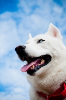 Picture of white Siberian Husky