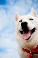 Picture of white Siberian Husky