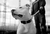 Picture of white Staffordshire Bull Terrier on leash, standing beside Regents Canal in Hackney, London, with owner and gasometer in the background