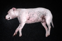 Picture of white Staffordshire Bull Terrier lying on dark grey carpet