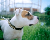 Picture of White Staffordshire Bull Terrier with brown patch around his eye, on leash, standing beside Regents Canal in Hackney, London, with gasometer in the background